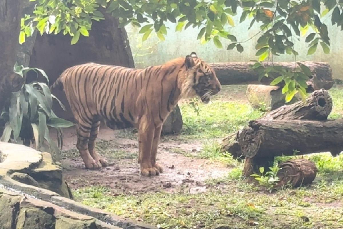 Pramono Tepis Isu Harimau Kurus di Ragunan, Pastikan Satwa Kini Sehat, dan Gemuk