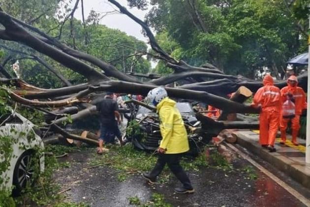 BPBD Tangerang Imbau Warga Waspadai Pohon Tumbang Saat Cuaca Ekstrem