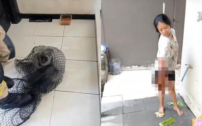 Owa Jawa Peliharaan Ngamuk di Surabaya, ART Jadi Korban Gigitan!