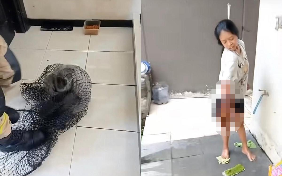 Owa Jawa Peliharaan Ngamuk di Surabaya, ART Jadi Korban Gigitan!