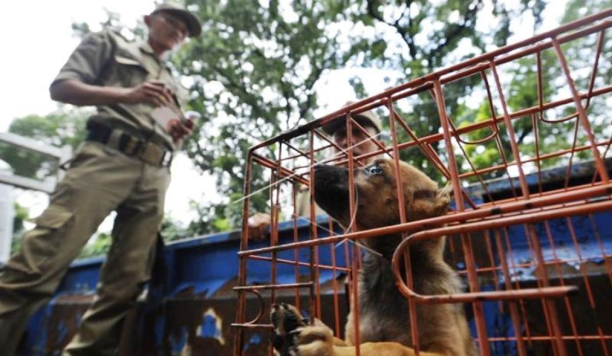 Jakarta Resmi Larang Keras Perdagangan Daging Anjing dan Kucing, Siap-siap Tempat Usaha Ditutup Permanen!