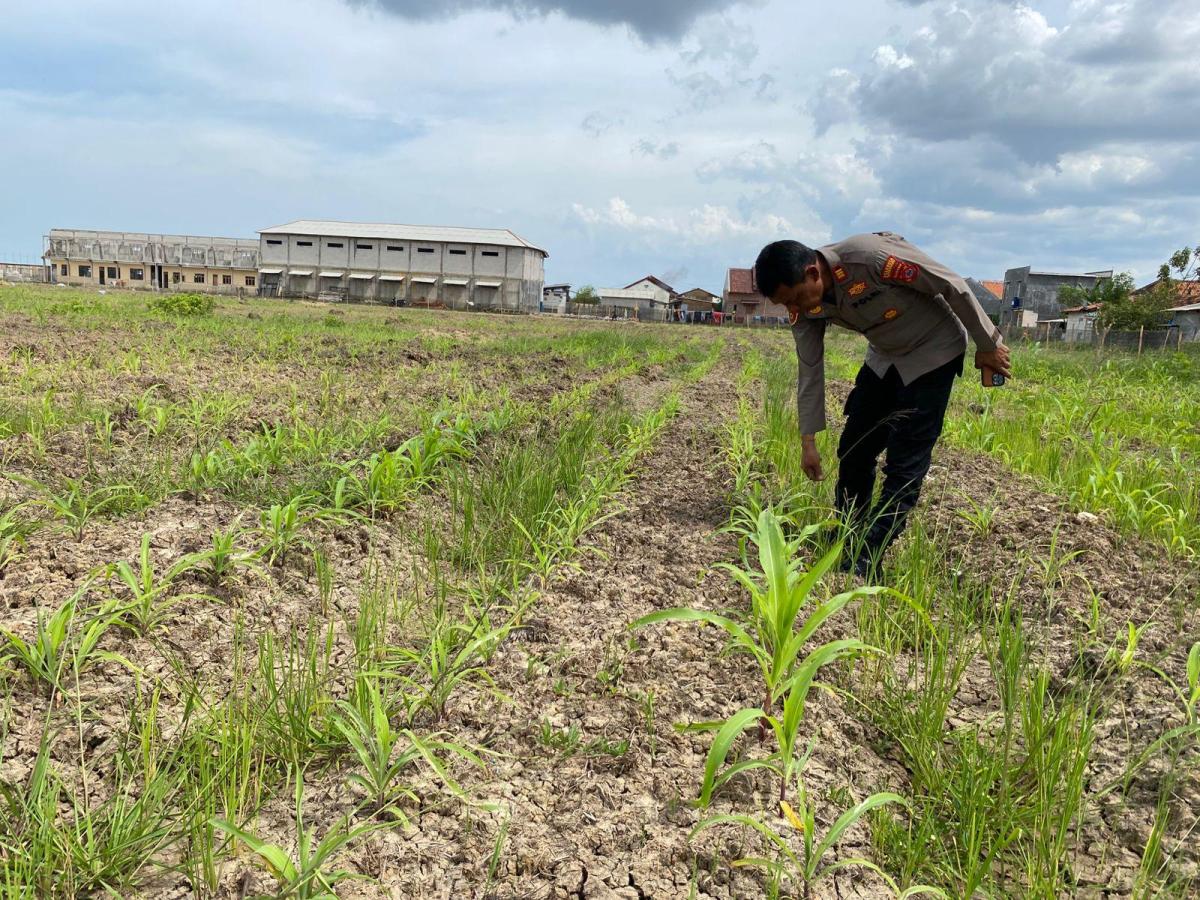 Walah! Lahan Jagung Program Polri Diserbu Kambing, Polisi Sampai Turun Tangan