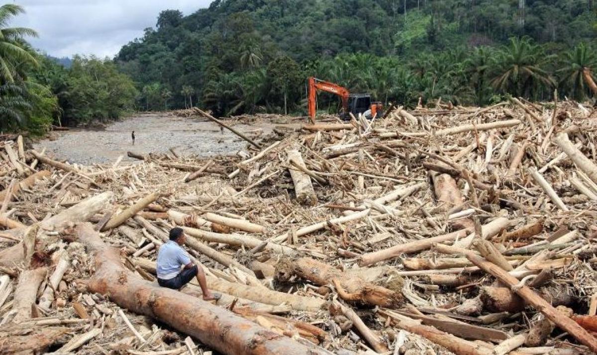 Banjir atau Illegal Logging? Gelondongan Kayu Ini Jadi Sorotan DPR