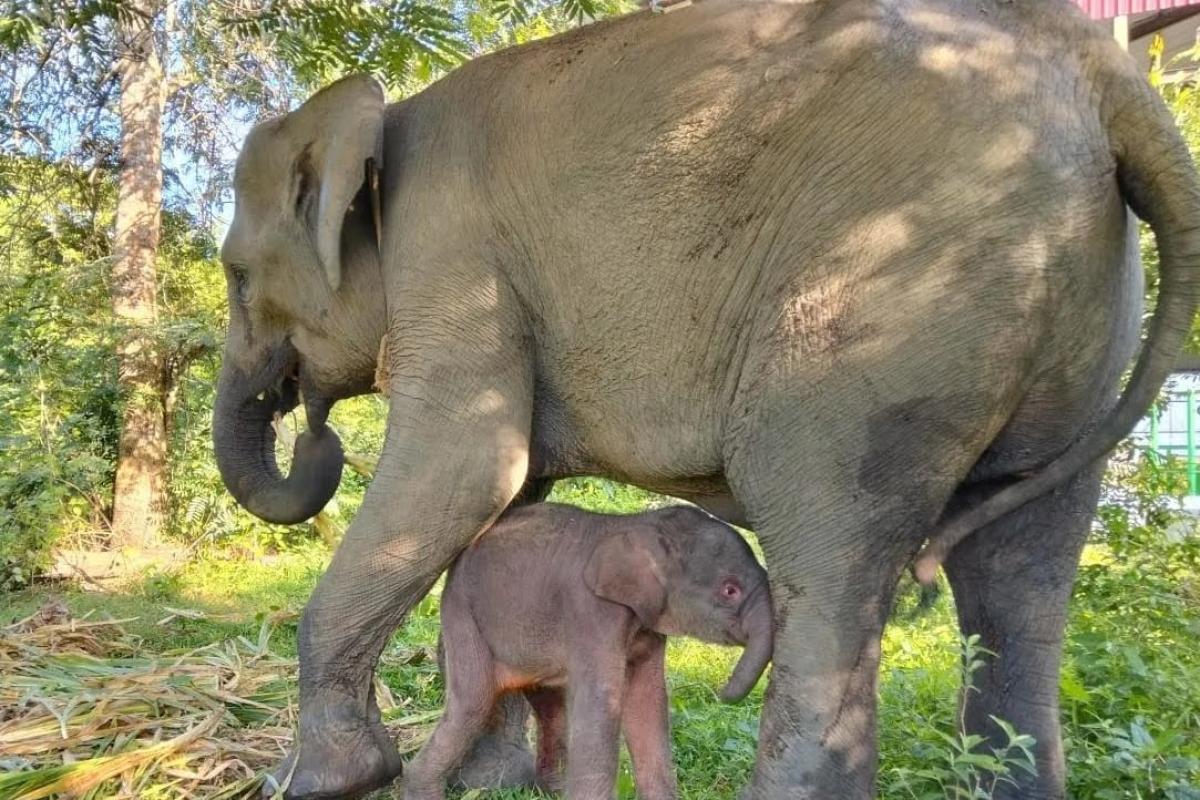 Kabar Baik dari Way Kambas : Anak Gajah Sumatera Lahir Kondisi Sehat
