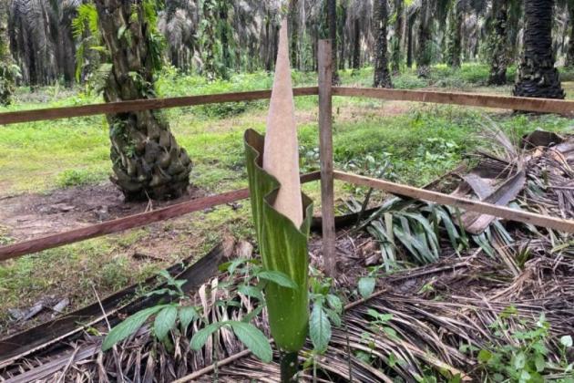 Fenomena Langka! Empat Bunga Bangkai Titan Arum Muncul Sekaligus di Perkebunan Sawit Kotim