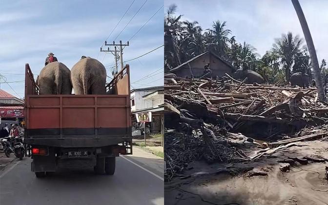 Gajah Jinak Jadi Pahlawan! Akses Pidie Jaya Terbuka, Bantuan Logistik Mengalir Deras