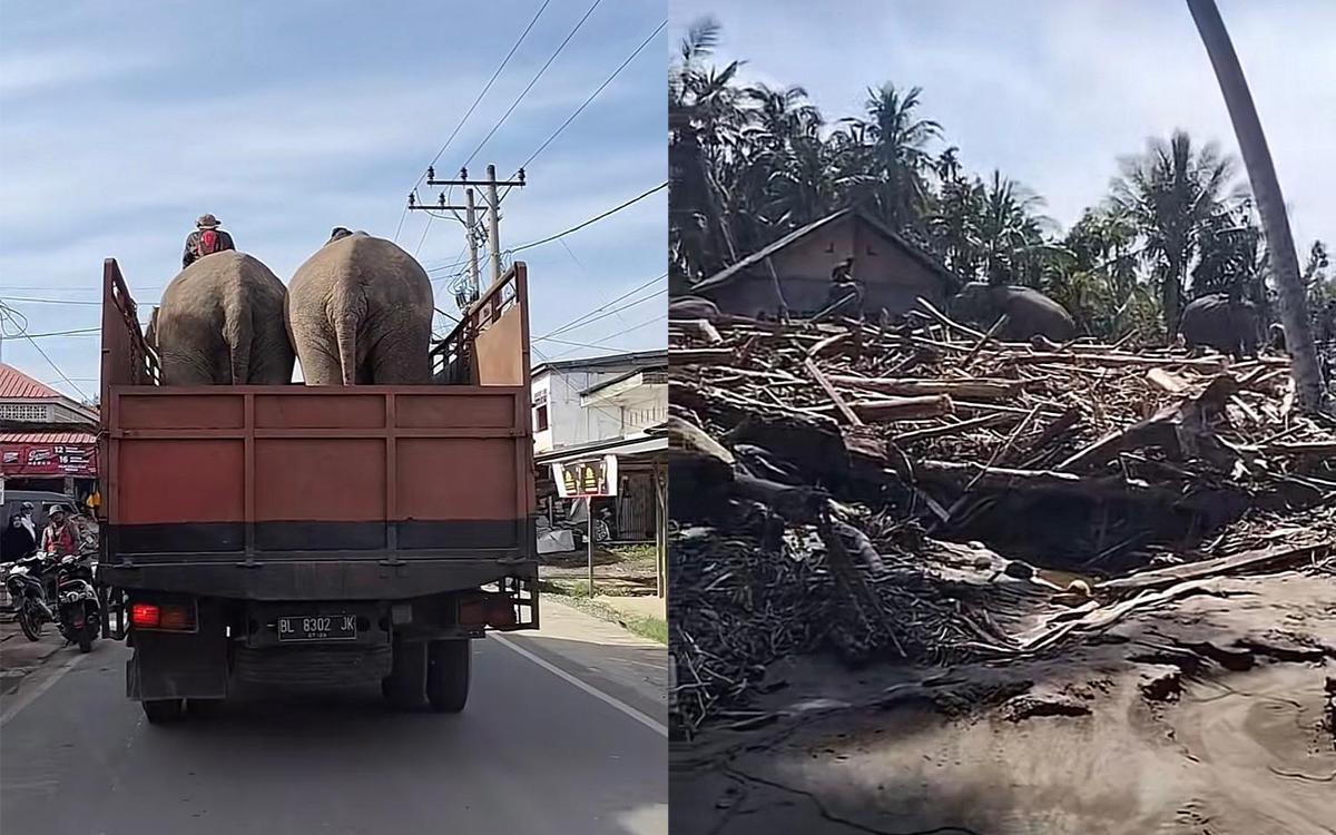 Gajah Jinak Jadi Pahlawan! Akses Pidie Jaya Terbuka, Bantuan Logistik Mengalir Deras