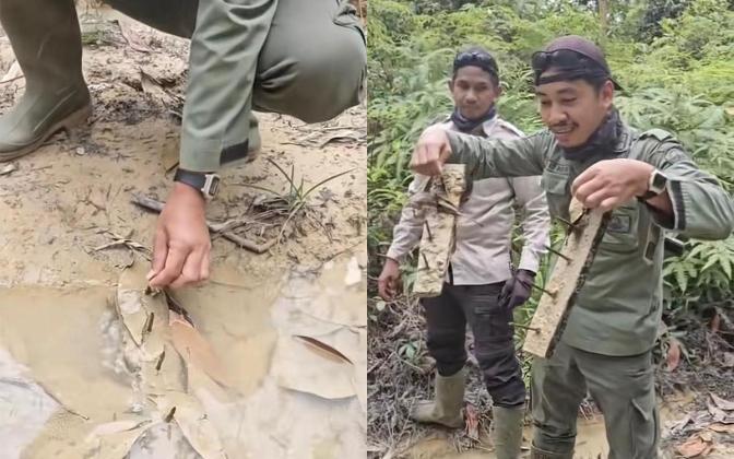 Keji! Ranjau Paku Intai Nyawa Petugas dan Gajah Sumatera di Tesso Nilo