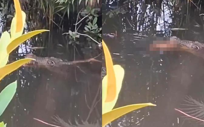 Mencekam! Bocah 10 Tahun Hilang Diterkam Buaya di Sungai Inggoi Halmahera Selatan