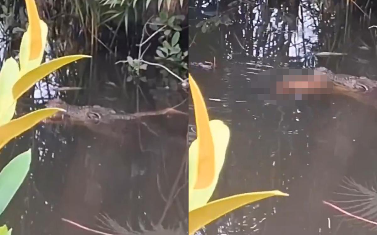 Mencekam! Bocah 10 Tahun Hilang Diterkam Buaya di Sungai Inggoi Halmahera Selatan