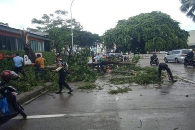 Pohon Tumbang Akibat Angin Kencang Timpa Mobil Pengangkut Kaca di Serpong