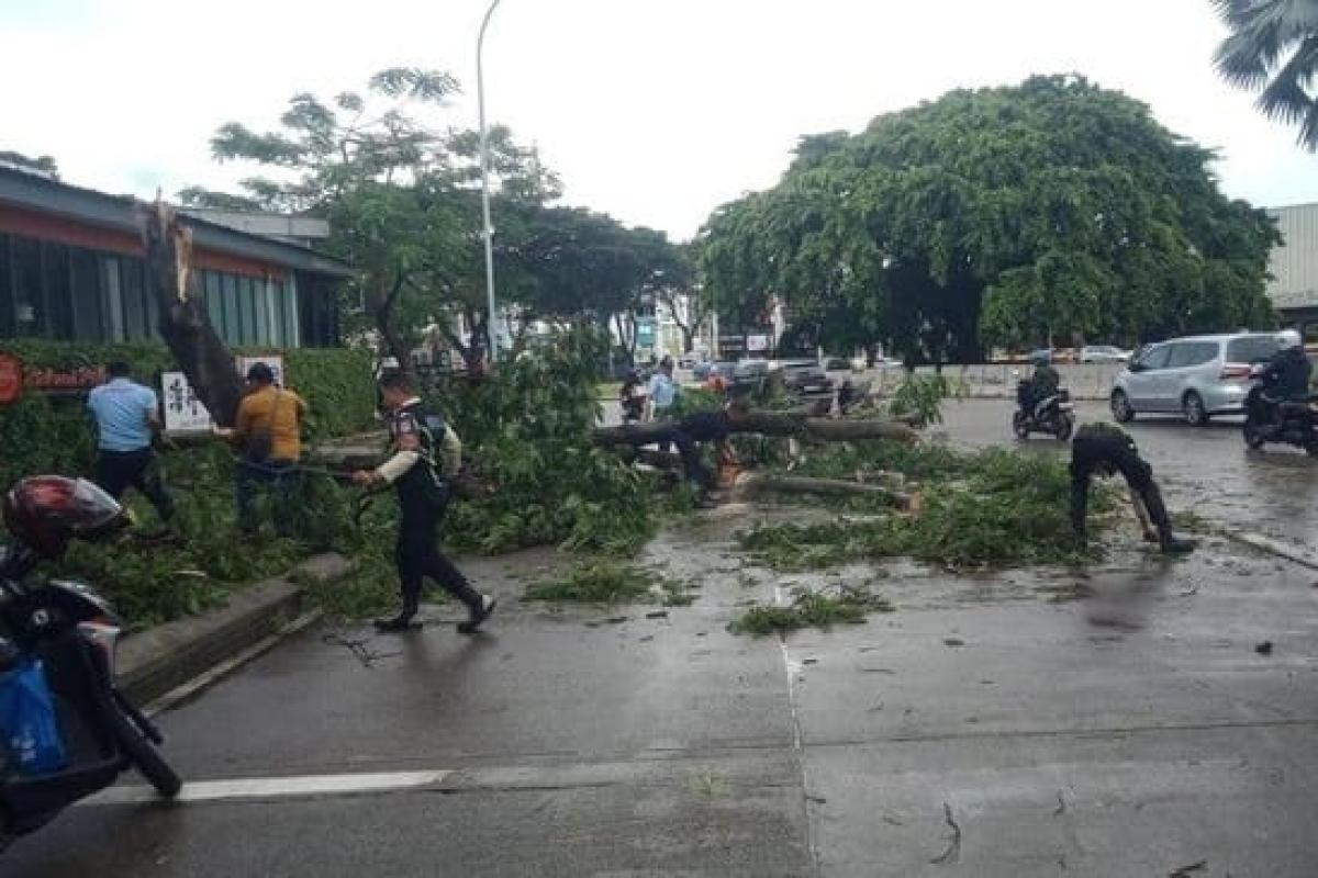 Pohon Tumbang Akibat Angin Kencang Timpa Mobil Pengangkut Kaca di Serpong
