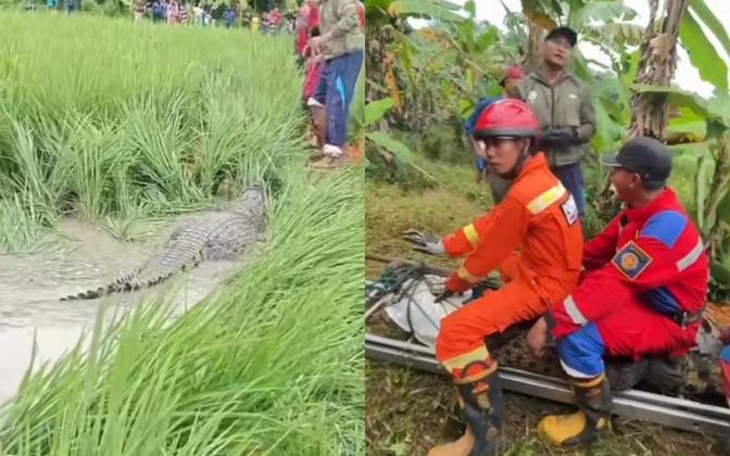 Geger! Buaya Muara Raksasa Muncul di Sawah Bantargebang, Damkar Bekasi Kerja Keras 3 Jam