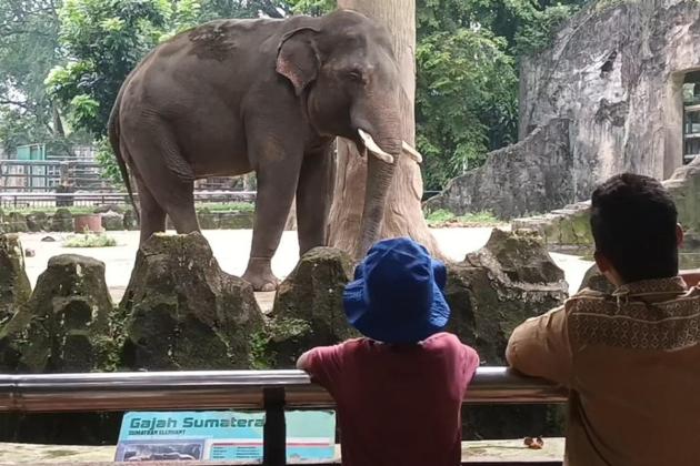 Ragunan Masih Jadi Primadona Wisatawan di Libur Natal