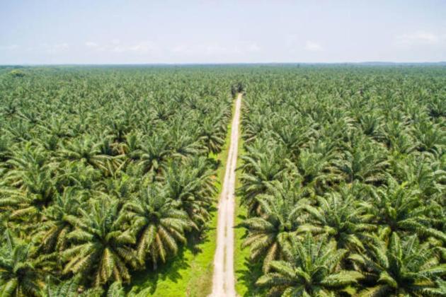 ITS Klaim Sukses Kembangkan Bensin Nabati dari Kelapa Sawit, Seperti Apa Komposisinya?