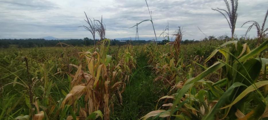 Sempat Dikunjungi Wapres dan Kapolri, Lahan Jagung Ketahanan Pangan di Tangerang Gagal Panen