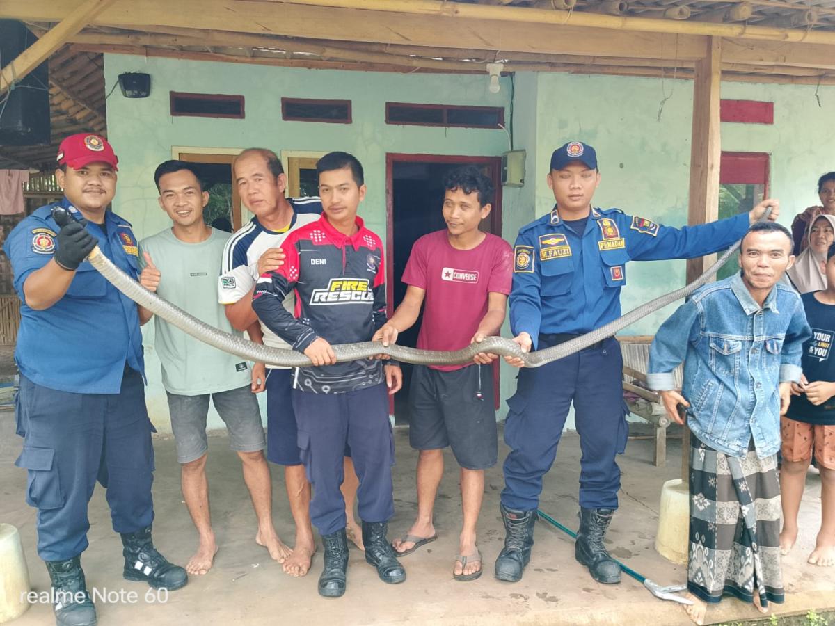 King Cobra Masuk Rumah Warga di Jambe Tangerang, Tim Damkar Gercep Lakukan Evakuasi!