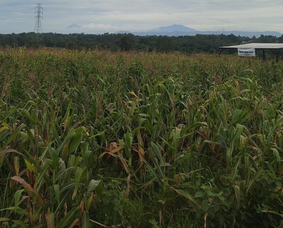 Bantah Gagal Panen, Dinas Pertanian Sebut Lahan Jagung Polri di Tangerang Masih On Progres 