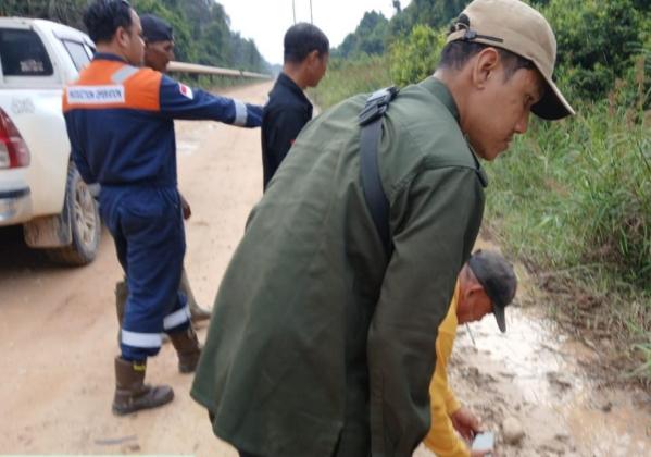 Heboh Video Harimau Sumatera di Siak, BBKSDA Ungkap Fakta Sebenarnya
