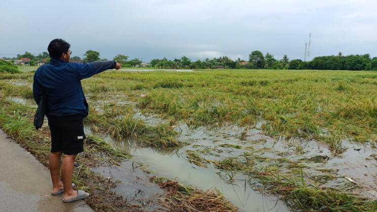 194 Hektar Sawah di Tangerang Dilaporkan Gagal Panen Akibat Banjir 