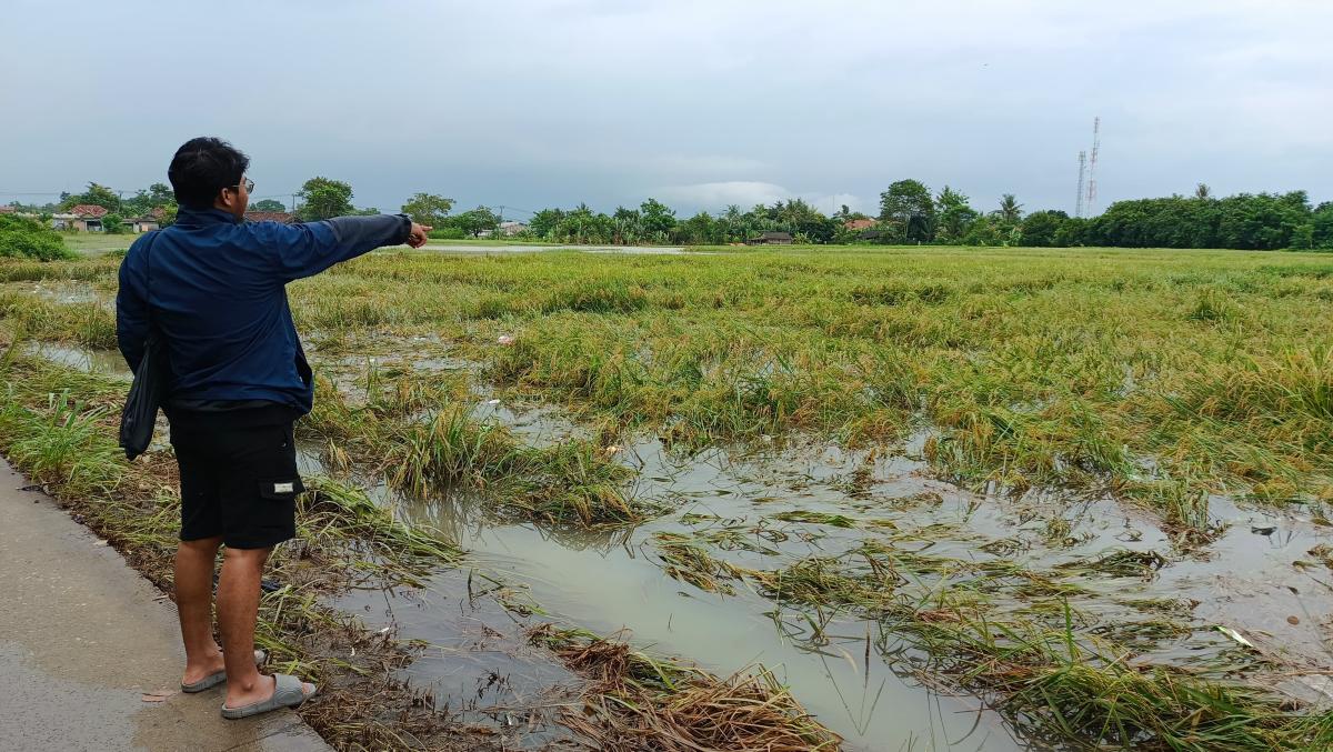 194 Hektar Sawah di Tangerang Dilaporkan Gagal Panen Akibat Banjir 