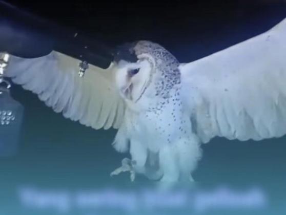 Viral Tembak Burung Hantu Serak Jawa, Dua Warga Belu Diperiksa Polisi