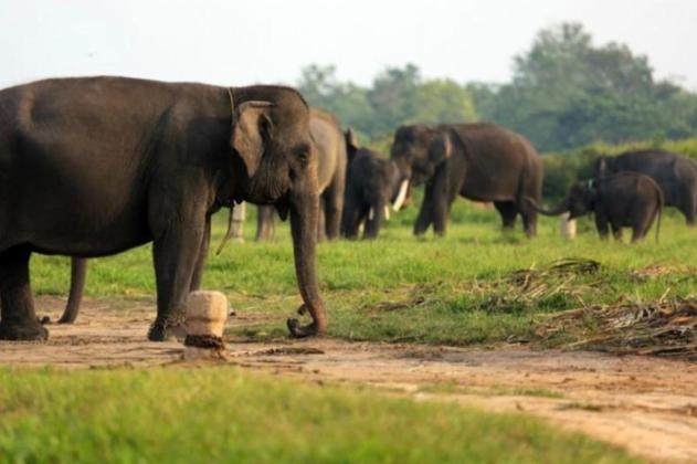 Prajurit Kodam XXI Diterjunkan untuk Redam Konflik Gajah dan Warga di Lampung Timur