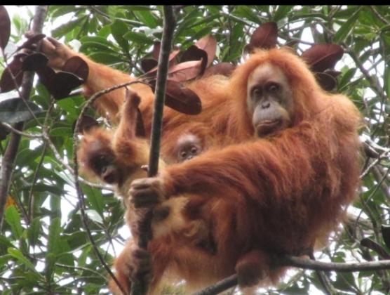 Dari Krisis Ekologis ke Asa Pemulihan: Masa Depan Orangutan Tapanuli Dipertaruhkan