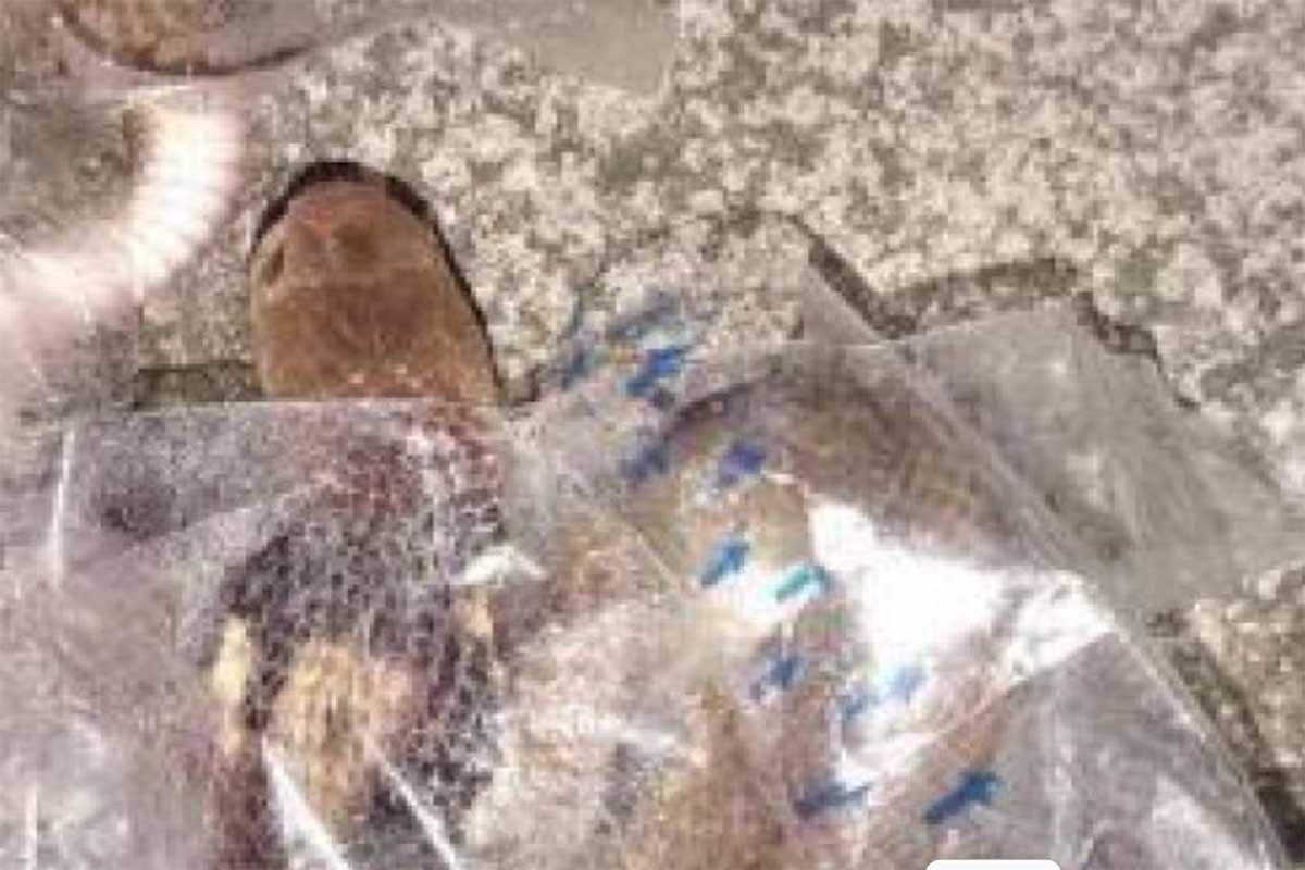 Horor! Remaja di Sukoharjo Dipatok Anak Kobra saat Unboxing Paket Isi Karpet