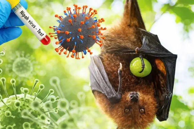 Infeksi Virus Nipah Menular dari Manusia ke Manusia, Kemenkes: Waspadai Konsumsi Produk Aren