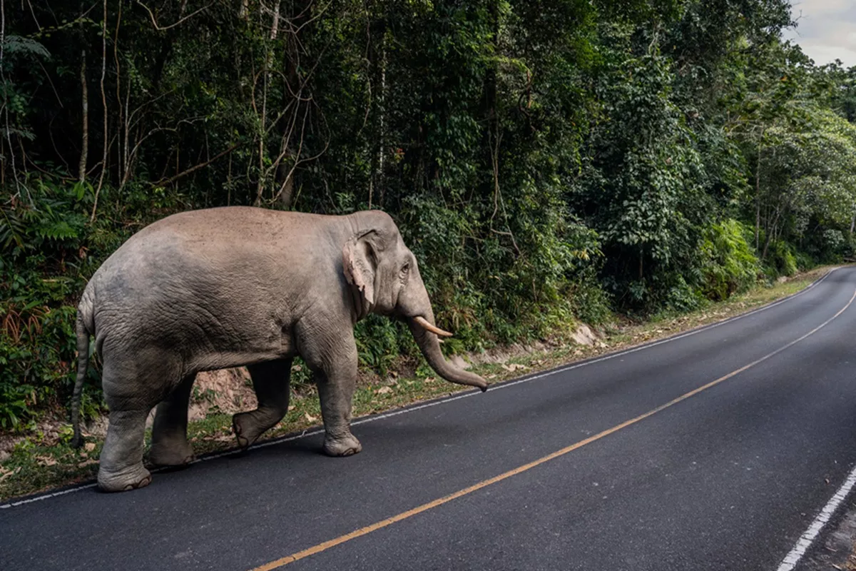 Ngeri! Gajah Liar di Thailand Ngamuk, Injak Turis hingga Tewas