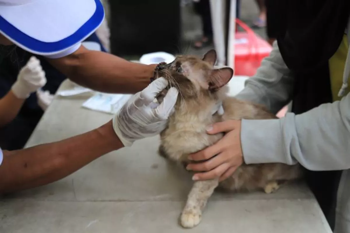 Pemkot Tangerang Gencarkan Vaksinasi Rabies Gratis di Seluruh Kecamatan