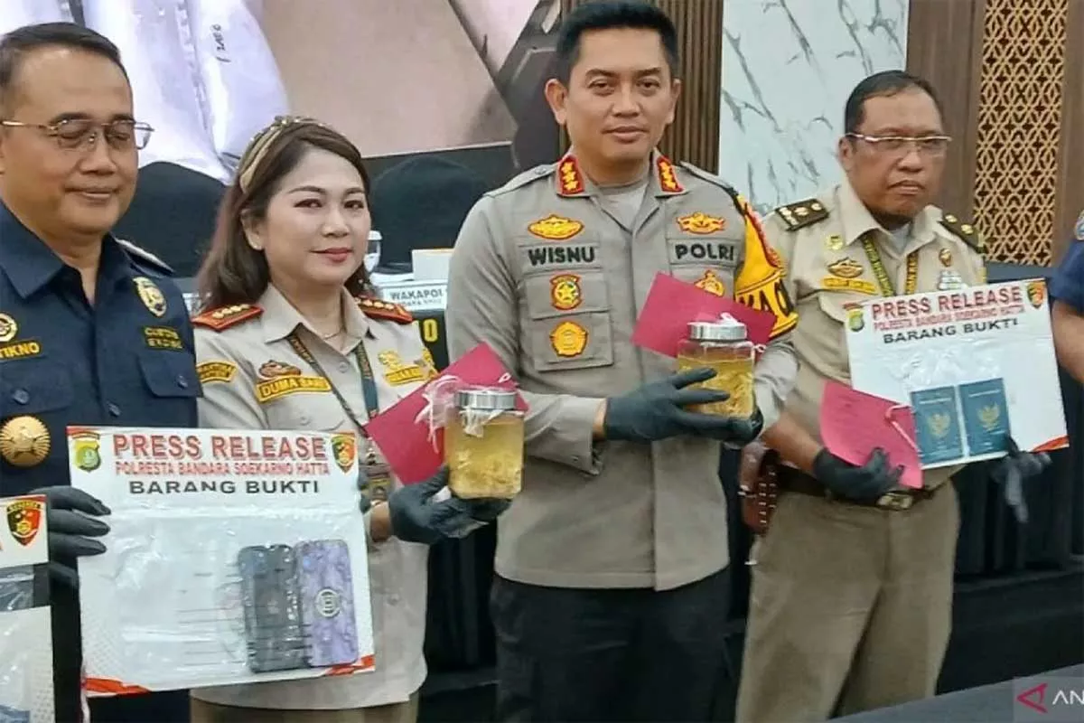 Tiga Orang Ditangkap Diduga Selundupkan Lobster Lewat Kargo Soetta, Nilainya Nggak Main-main: Rp 4,2 Miliar