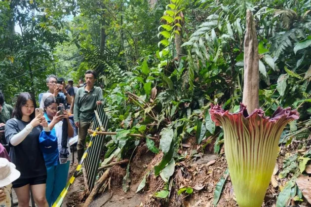 Setelah 12 Tahun, Bunga Bangkai Raksasa di Kebun Raya Bogor Mekar Sempurna