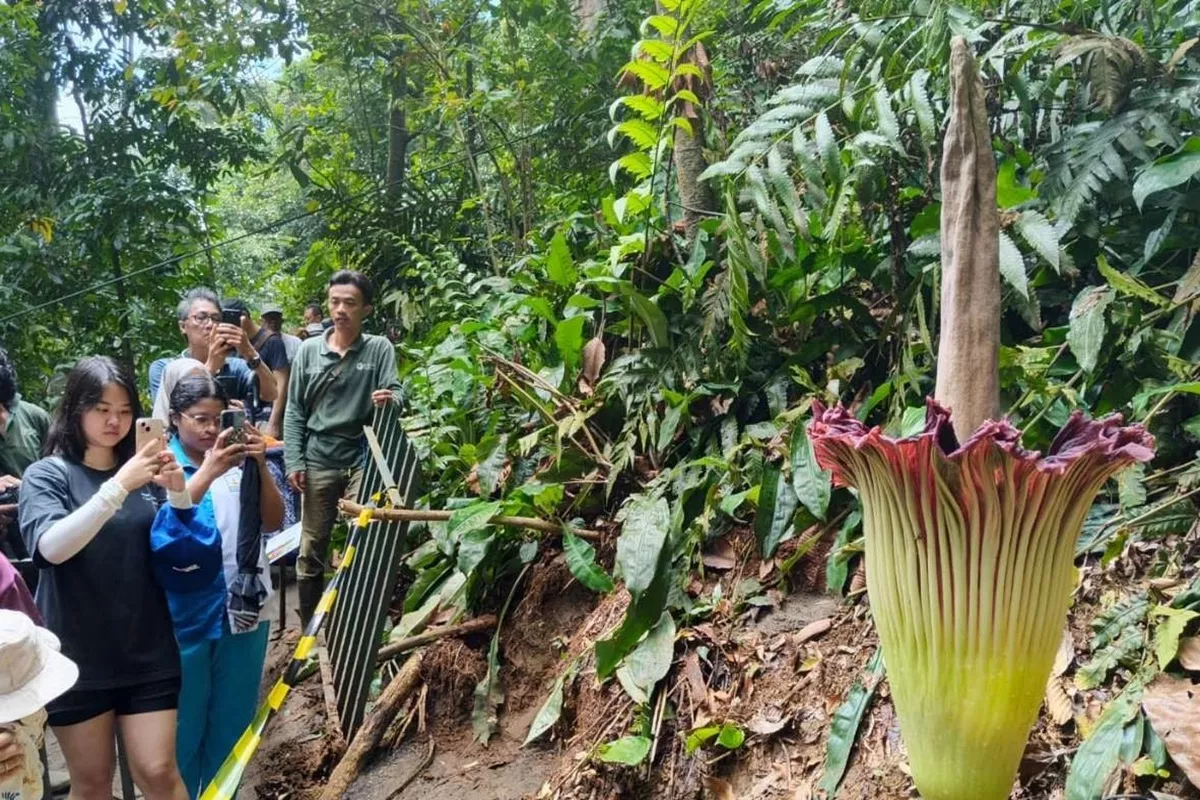 Setelah 12 Tahun, Bunga Bangkai Raksasa di Kebun Raya Bogor Mekar Sempurna