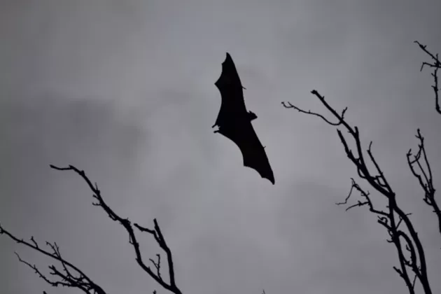 WHO: Satu Orang Meninggal Akibat Virus Nipah di Bangladesh
