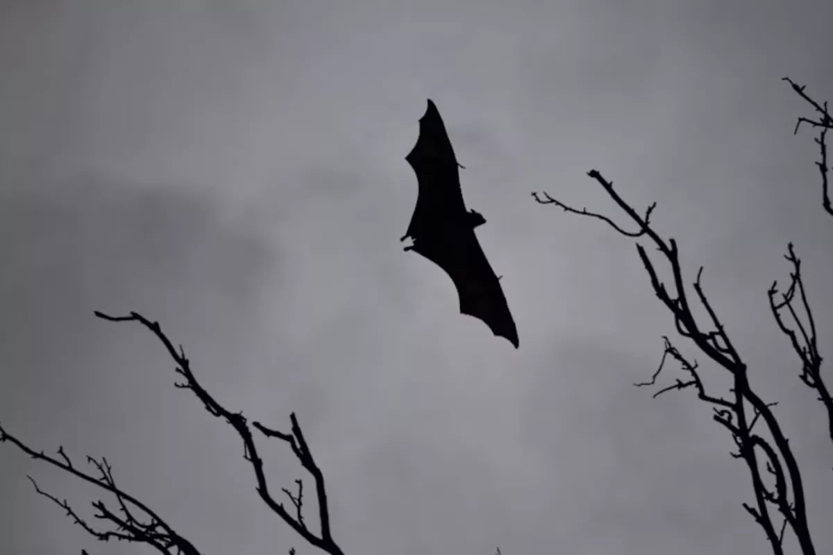 WHO: Satu Orang Meninggal Akibat Virus Nipah di Bangladesh