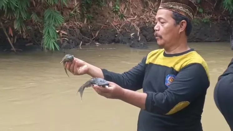 Limbah Insektisida Diduga Cemari Sungai Jalatreng, Ribuan Ikan Mati Massal