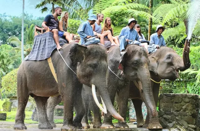 Pemerintah Larang Atraksi Gajah Tunggang, Menhut: Laporkan Jika Masih Ada!