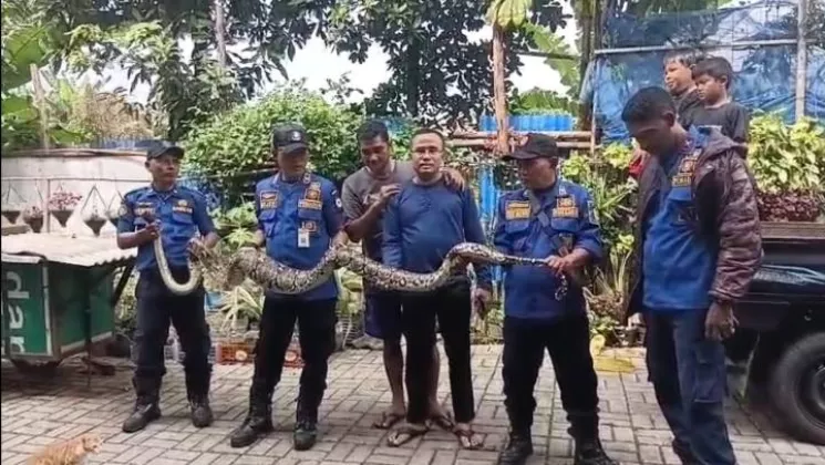 Damkar Ciledug Evakuasi Ular Sanca 4 Meter yang Kerap Mangsa Ternak Warga 