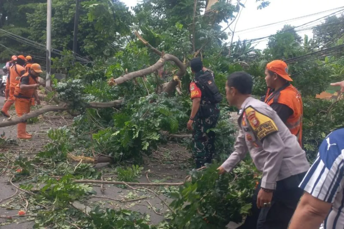 2.377 Pohon Bermasalah di Jakut Ditangani, Pemkot Antisipasi Cuaca Ekstrem dan Angin Kencang