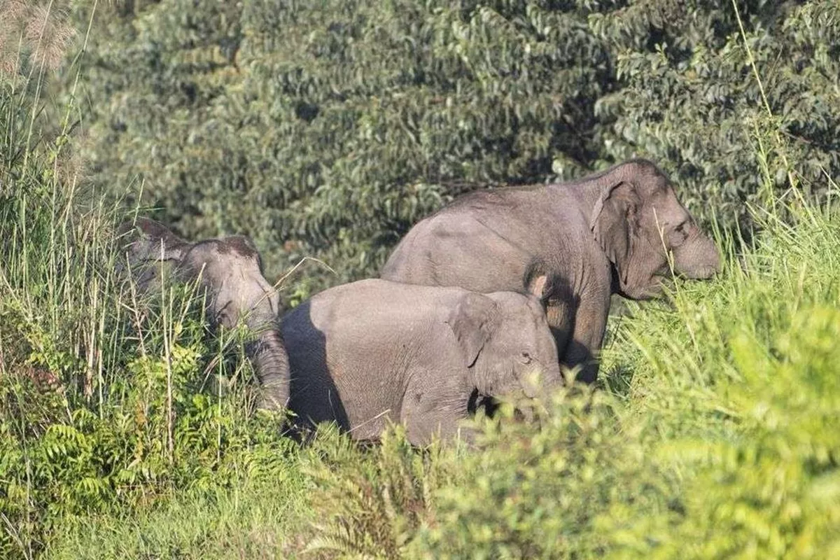 Gerombolan Gajah Liar Ngamuk di Riau, Kendaraan dan Mess Karyawan PT Arara Abadi Dirusak