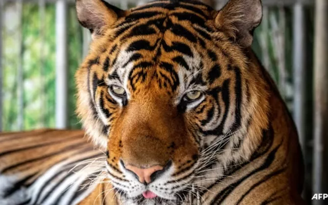 NGERI! Puluhan Harimau di Thailand Mati gegara Virus dan Infeksi Bakteri