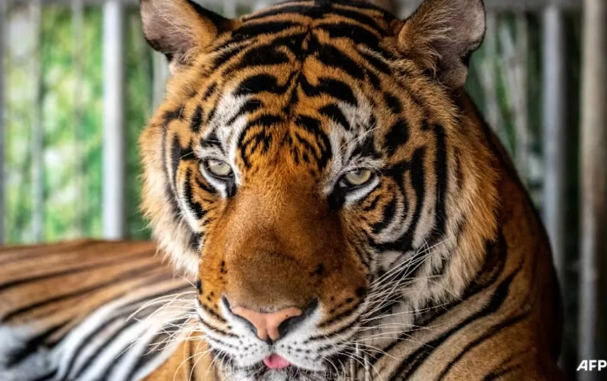 NGERI! Puluhan Harimau di Thailand Mati gegara Virus dan Infeksi Bakteri
