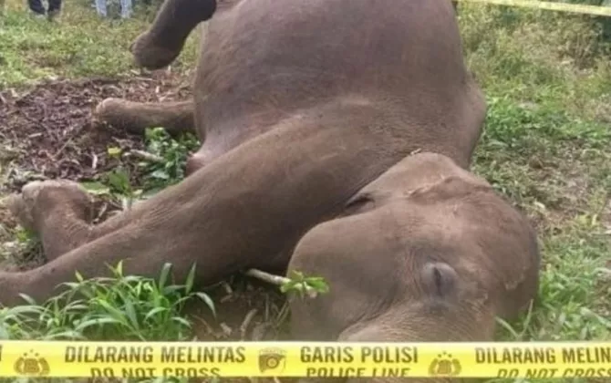 Seekor Gajah di Kabupaten Aceh Tengah Mati, Diduga Tersengat Listrik!