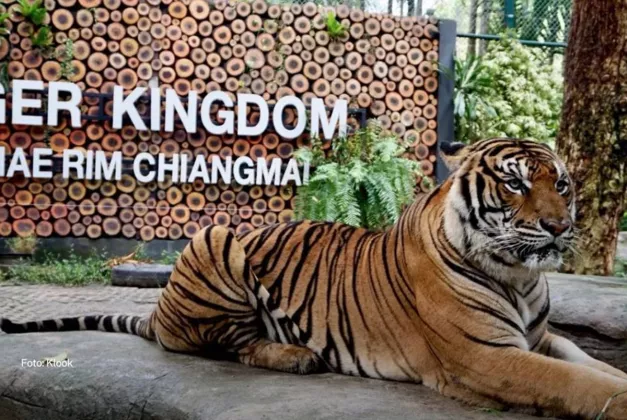  Misteri Kematian Massal 72 Harimau di Thailand: Lokasi Wisata Ditutup, Tim Medis Siaga Satu