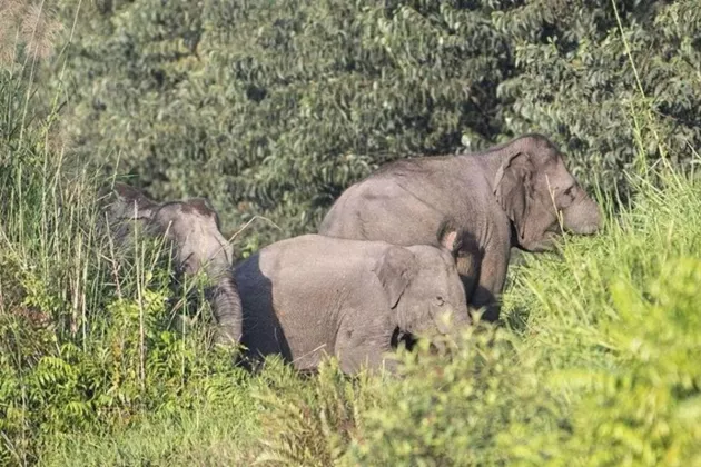 Anak Gajah Mati Terjerat di TN Tesso Nilo, Polisi Turun Tangan
