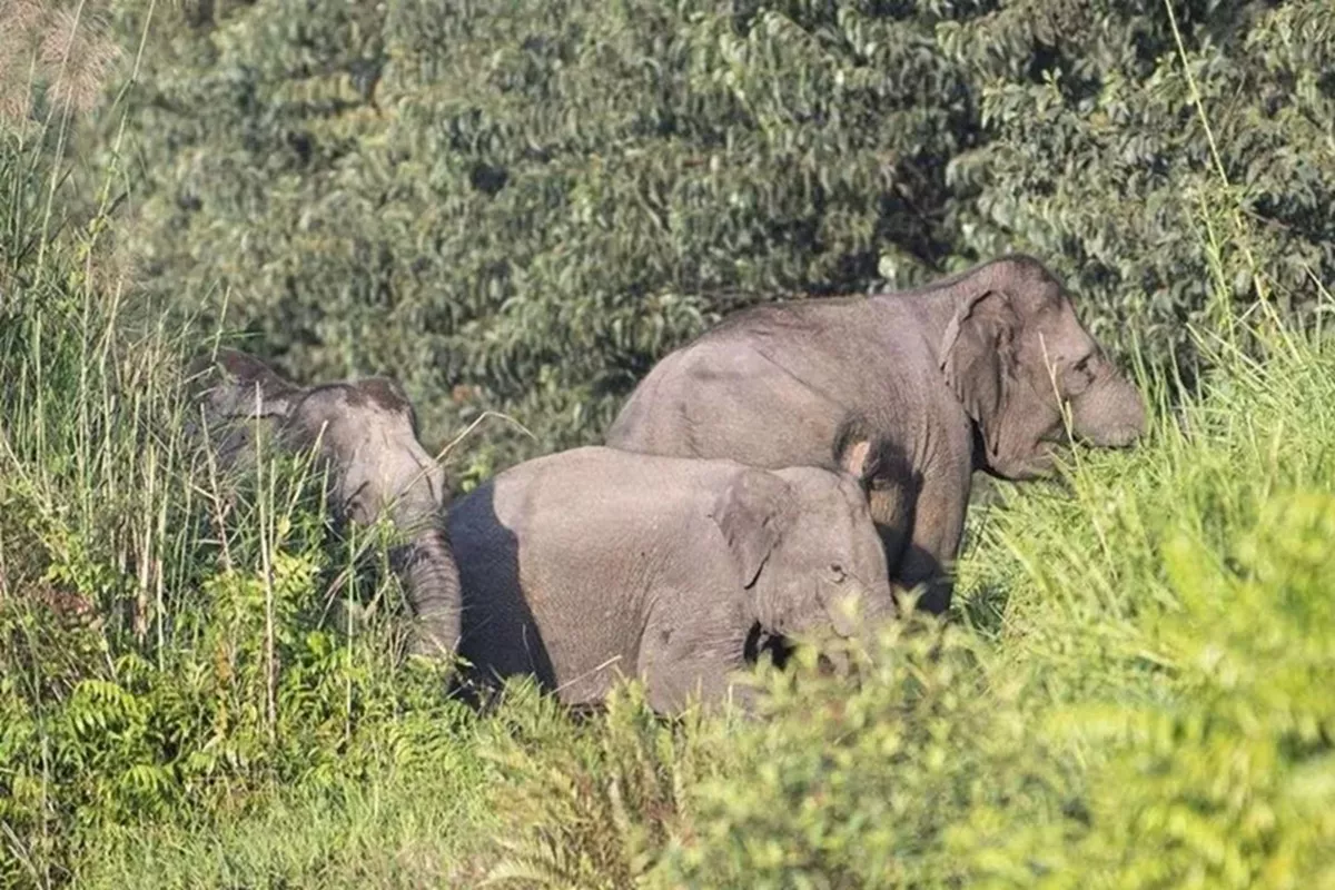Anak Gajah Mati Terjerat di TN Tesso Nilo, Polisi Turun Tangan