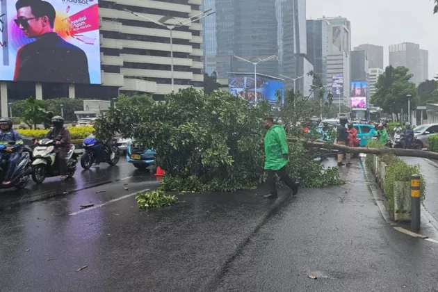 Awas Macet! Pohon Tumbang Tutup Jalur Sudirman Pagi Ini, BMKG Beri Peringatan Dini Angin Kencang di Jakarta