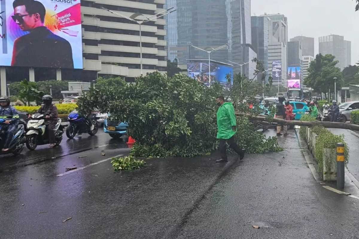 Awas Macet! Pohon Tumbang Tutup Jalur Sudirman Pagi Ini, BMKG Beri Peringatan Dini Angin Kencang di Jakarta